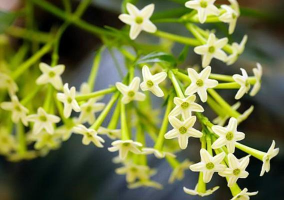 莲藕的象征与风水意义（深入探究莲藕的寓意）