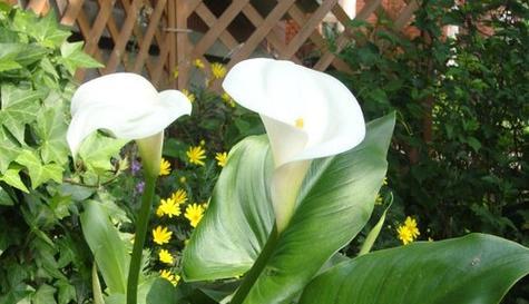 莲藕的象征与风水意义（深入探究莲藕的寓意）