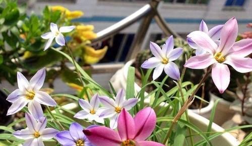 花韭开花时间是什么时候？如何正确养护以促进开花？