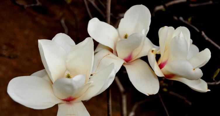 紫玉兰花语的深意（传递希望与坚韧的紫玉兰花）