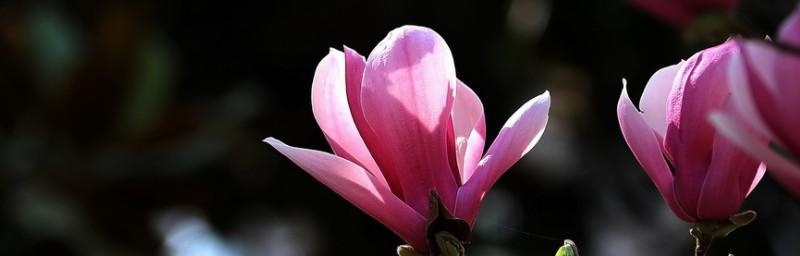 紫玉兰花语的深意（传递希望与坚韧的紫玉兰花）