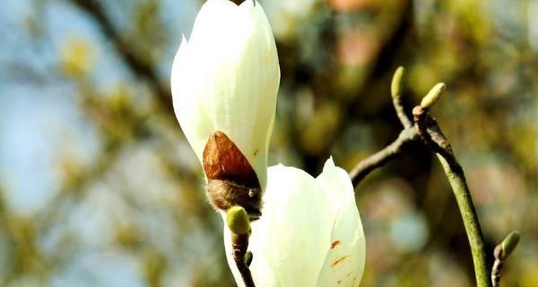 紫玉兰花语的深意（传递希望与坚韧的紫玉兰花）