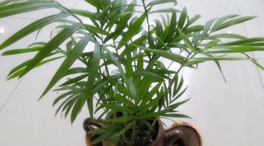 袖珍椰子适合在室内养吗？如何照料才能茁壮成长？