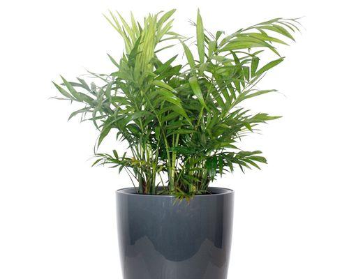 袖珍椰子适合在室内养吗？如何照料才能茁壮成长？