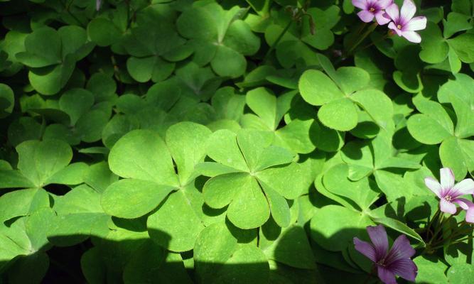 四叶草代表什么 四叶草的象征意义与传说