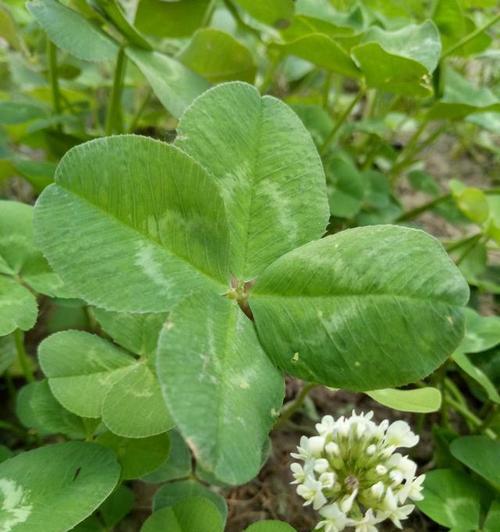 四叶草的象征意义与传说（四叶草代表什么）