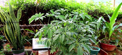 鸭掌木可以使用硫酸亚铁吗？浇硫酸亚铁对鸭掌木有什么影响？