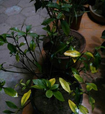 鸭掌木可以使用硫酸亚铁吗？浇硫酸亚铁对鸭掌木有什么影响？