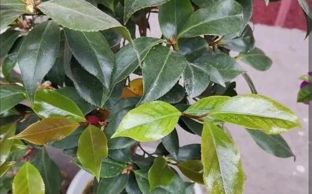 鸭掌木可以使用硫酸亚铁吗？浇硫酸亚铁对鸭掌木有什么影响？