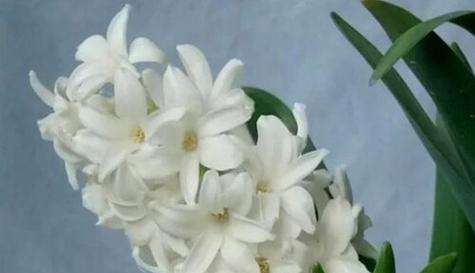 《守护之花语》（用花语诠释守护的美好）