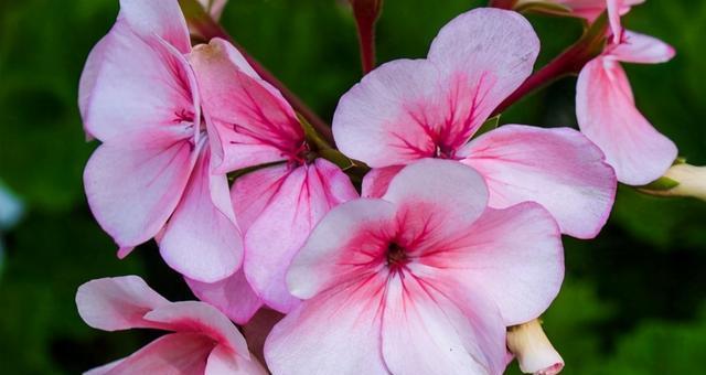 《守护之花语》（用花语诠释守护的美好）