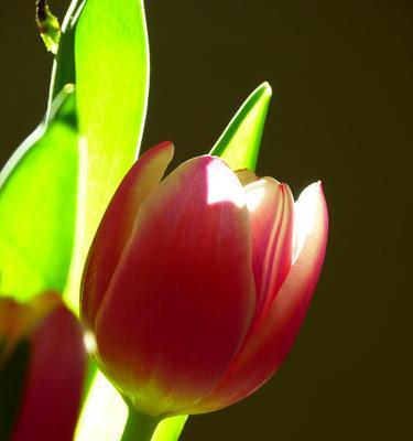 郁金香开花周期是多久？如何正确养护以促进开花？