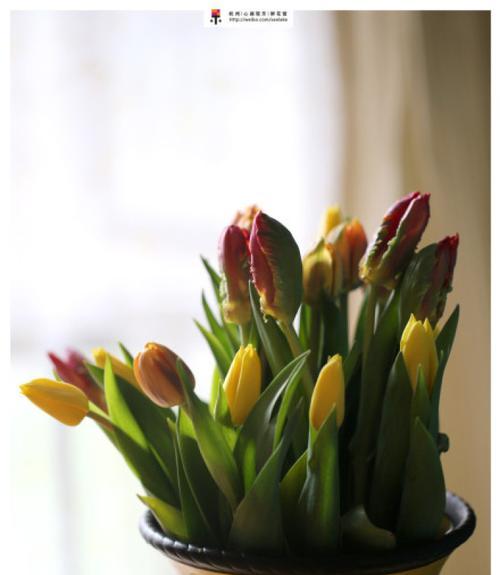 郁金香开花周期是多久？如何正确养护以促进开花？