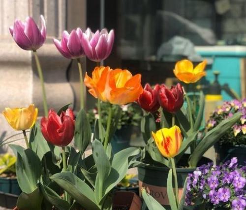 郁金香开花周期是多久？如何正确养护以促进开花？