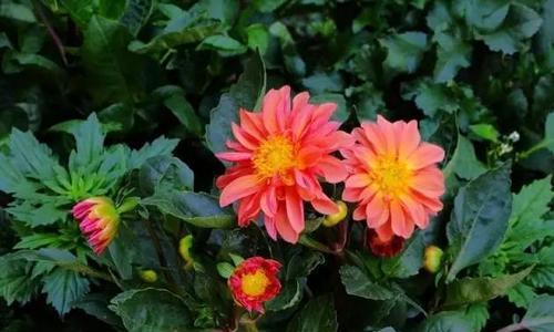 包头市花小丽花的象征寓意及其文化意义（绽放包头之美）