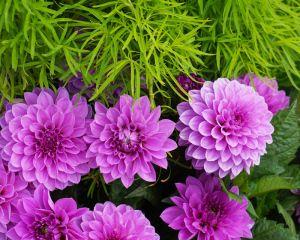 包头市花小丽花的象征寓意及其文化意义（绽放包头之美）