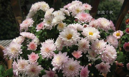 传承文化之美，探寻夏菊花语的魅力（北京夏菊）