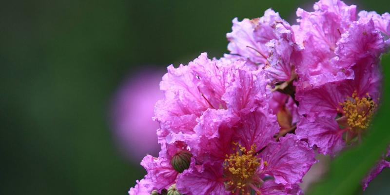 传承文化之美，探寻夏菊花语的魅力（北京夏菊）