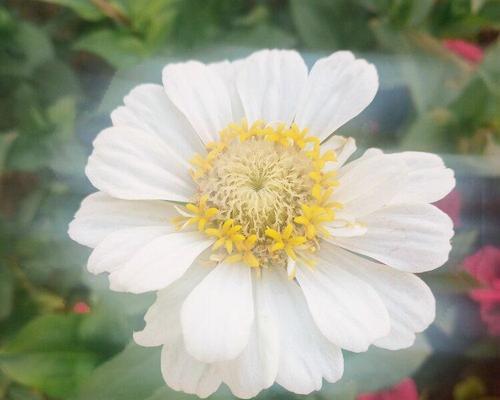 揭开白菊花的意义之谜 白菊花的寓意与花语