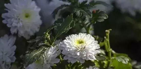 白菊花的寓意与花语（揭开白菊花的意义之谜）