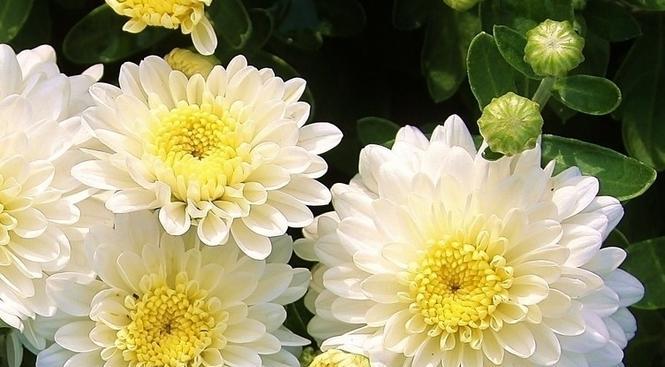 白菊花的寓意与花语（揭开白菊花的意义之谜）