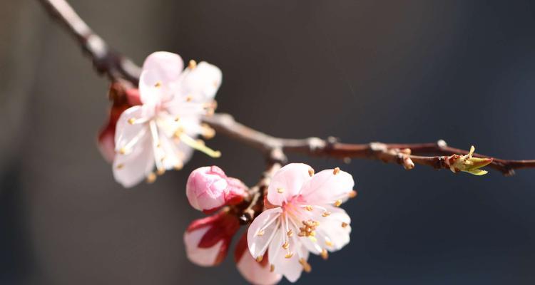 杏花通常在哪个季节盛开?开花时间有什么特点? 杏花通常在哪个季节盛开?开花时间有什么特点?