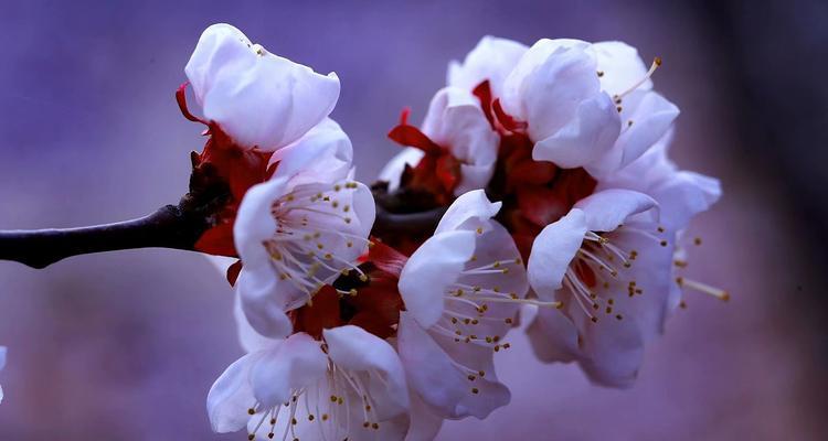 杏花通常在哪个季节盛开?开花时间有什么特点? 杏花通常在哪个季节盛开?开花时间有什么特点?