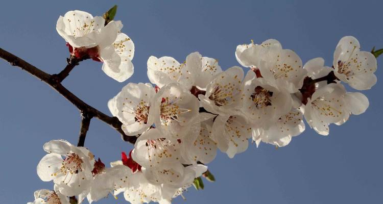 杏花通常在哪个季节盛开?开花时间有什么特点? 杏花通常在哪个季节盛开?开花时间有什么特点?