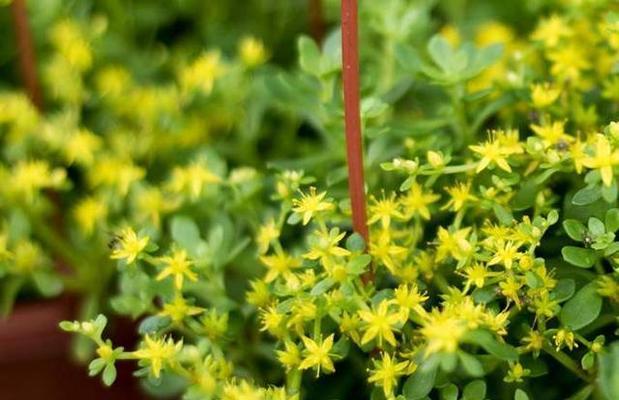 以象征清正廉洁的植物为主题的文章（传递纯洁正直的力量——探索清廉植物的象征意义）