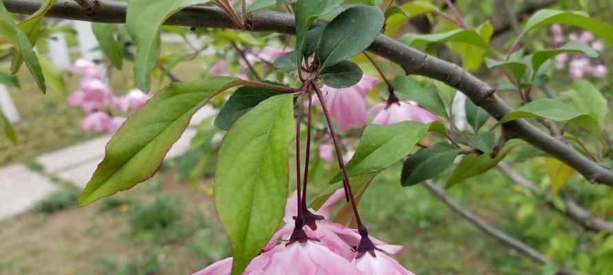 以象征清正廉洁的植物为主题的文章（传递纯洁正直的力量——探索清廉植物的象征意义）