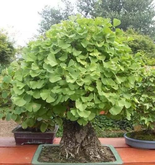 银杏适合在室内养吗？家里养盆栽有哪些方法？