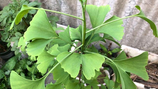 银杏适合在室内养吗？家里养盆栽有哪些方法？