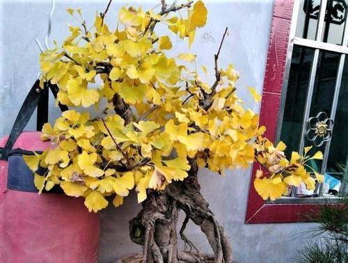 银杏适合在室内养吗？家里养盆栽有哪些方法？