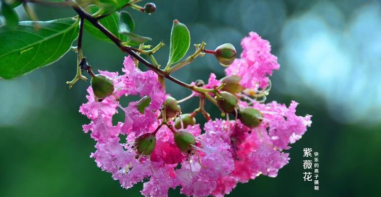 安阳市的市花紫薇花的象征意义及文化底蕴（紫薇花）