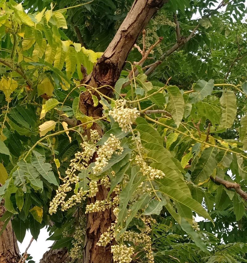 香椿树开花的神奇之处（美丽的花朵与丰富的寓意）