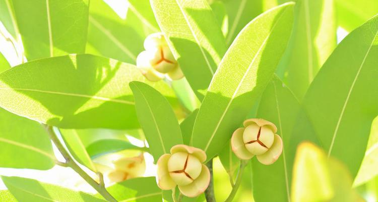 香椿树开花的神奇之处（美丽的花朵与丰富的寓意）