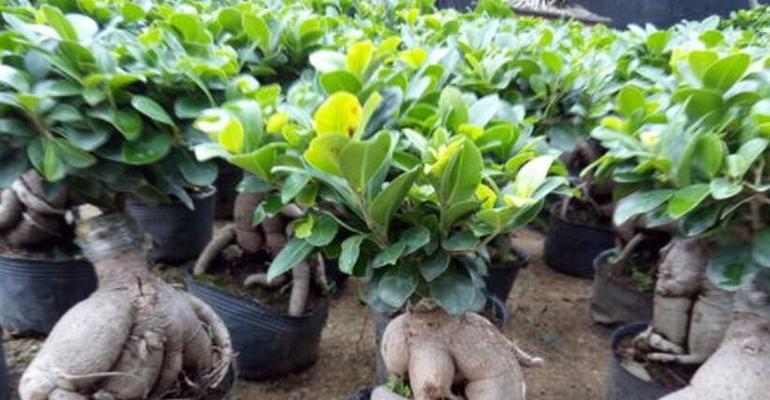 人参榕树会开花吗？开花时是什么样子的？