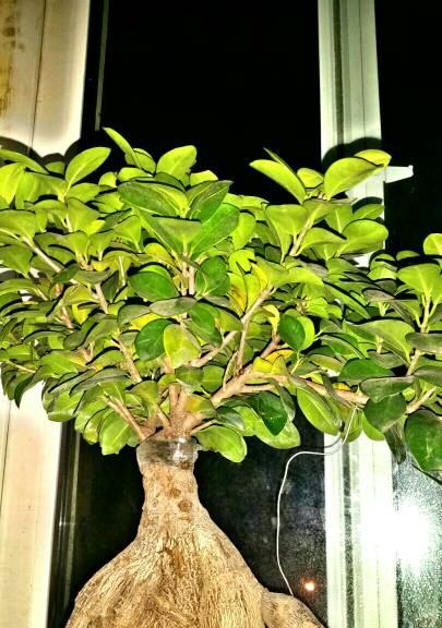 人参榕树会开花吗？开花时是什么样子的？