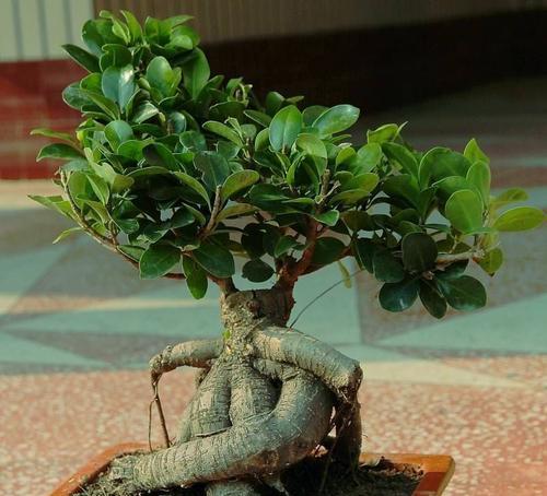 人参榕树会开花吗？开花时是什么样子的？