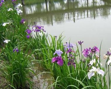 菖蒲花的象征意义和花语(揭示菖蒲花的深层内涵和文化象征)