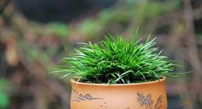 菖蒲花的象征意义和花语（揭示菖蒲花的深层内涵和文化象征）