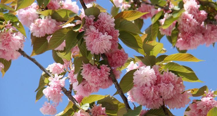 樱花之美（绚烂绽放的樱花）