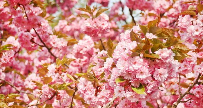 绚烂绽放的樱花 樱花之美