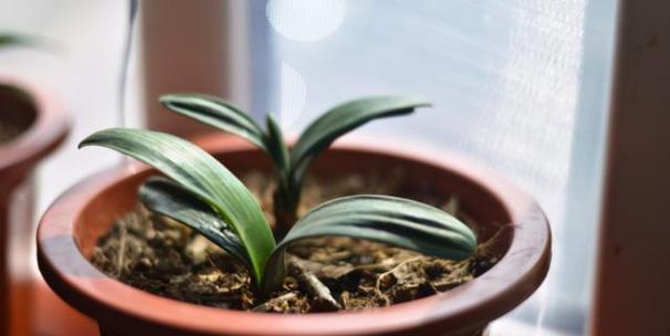 松树养殖需要注意什么？如何正确养殖松树？