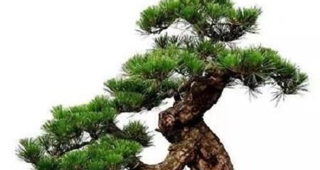 松树养殖需要注意什么？如何正确养殖松树？