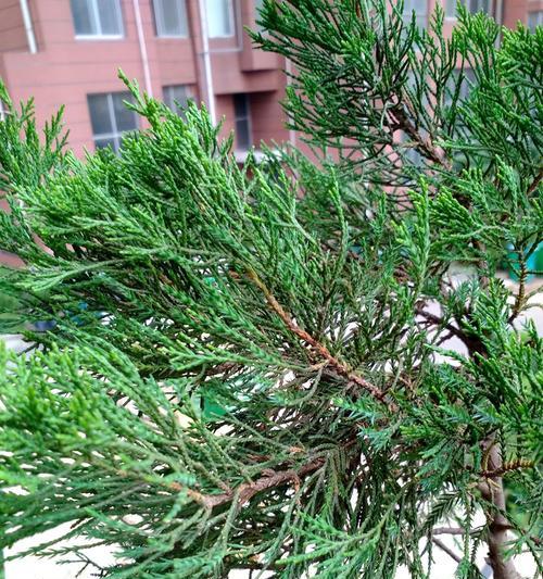 松树养殖需要注意什么？如何正确养殖松树？