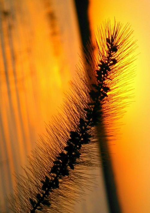 狗尾巴花的花语（悠久的文化传承和丰富的情感表达）