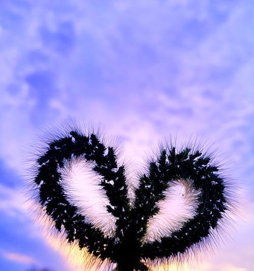 狗尾巴花的花语（悠久的文化传承和丰富的情感表达）