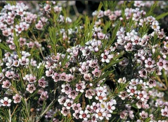 绽放色彩斑斓的澳梅花(追寻花海的奇妙语言) 绽放色彩斑斓的澳梅花(追寻花海的奇妙语言)