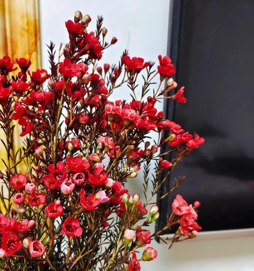 绽放色彩斑斓的澳梅花(追寻花海的奇妙语言) 绽放色彩斑斓的澳梅花(追寻花海的奇妙语言)